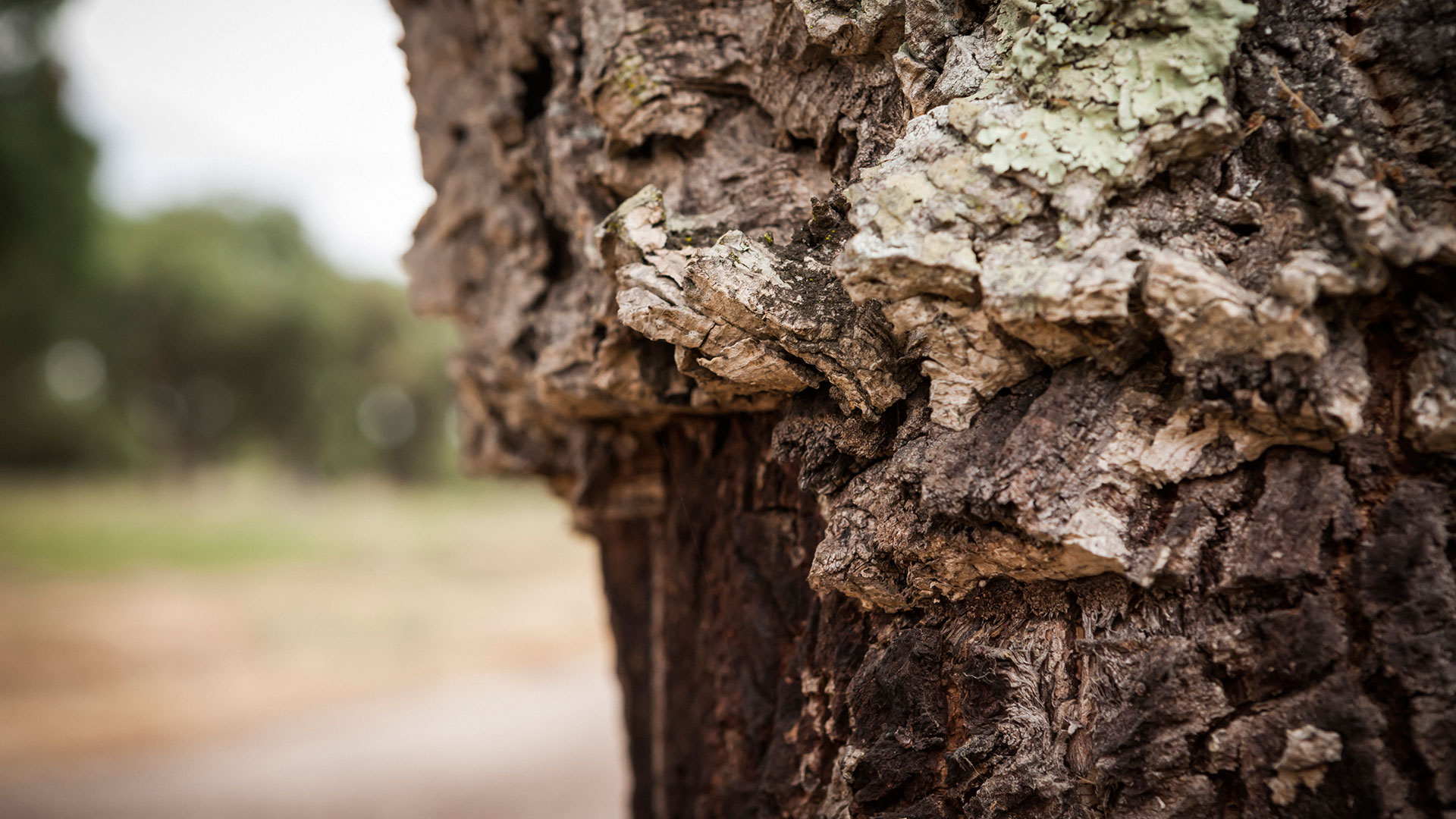 editsetgo-sofalca-04